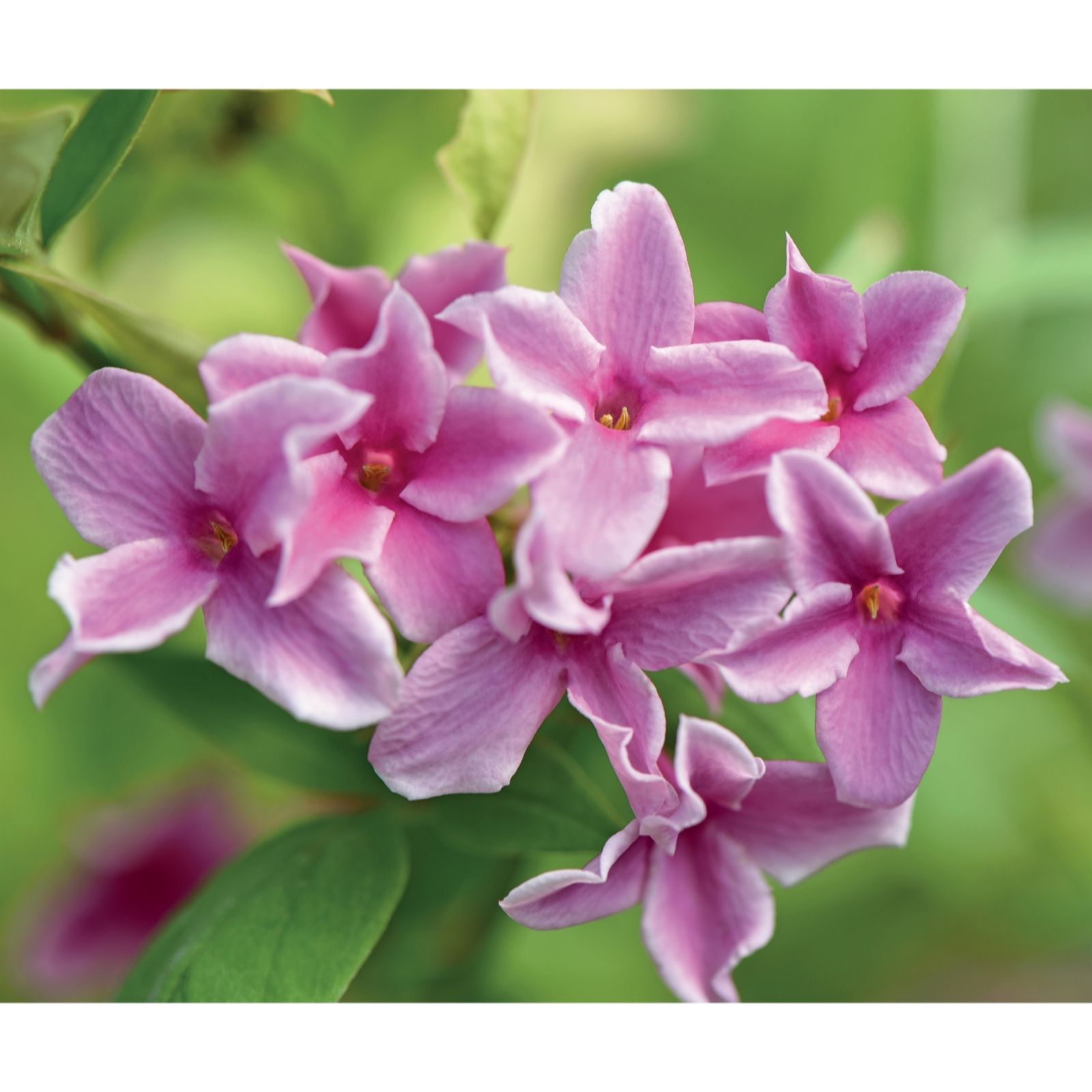 Two pots of Jasmine flowers featuring clusters of pink, star-shaped blossoms with a soft texture, set against lush green foliage.