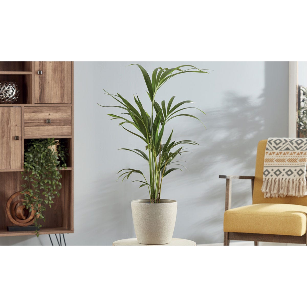 Kentia palm in a 17cm beige pot, featuring long green fronds, placed beside a yellow chair and wooden shelving unit with decorative items.
