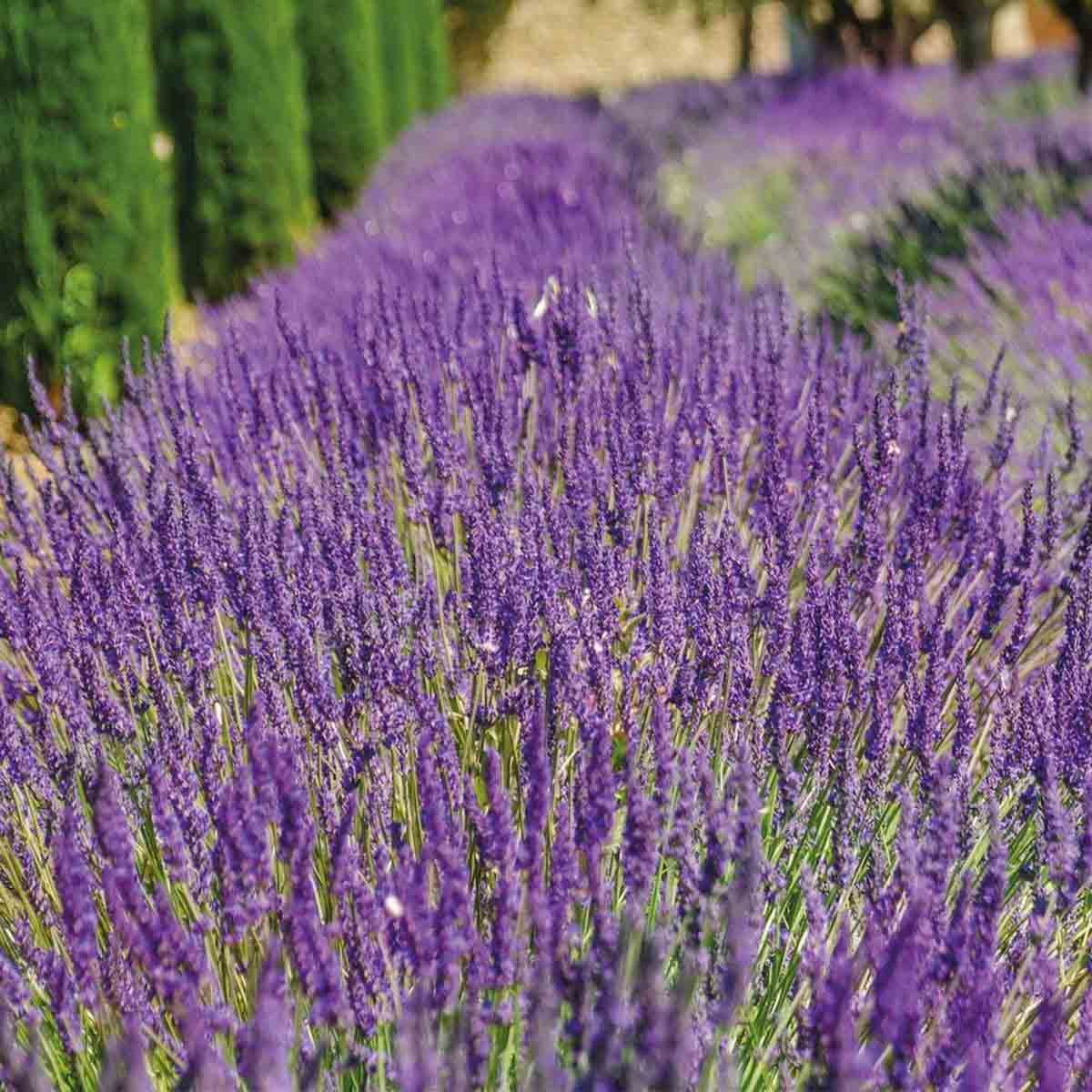 Purple lavender flowers in a lush field, showcasing vibrant spikes and green foliage, indicating a healthy potted plant ready for garden or indoor display.
