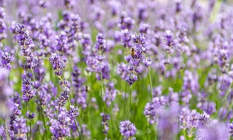 Three potted Lavender Munstead plants, each in 1-litre containers, feature vibrant purple flowers and green foliage, ideal for gardens or indoor decoration.