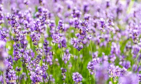 Three 9cm potted Lavandula Lavender Munstead plants with vibrant purple flowers, set against a lush green background.
