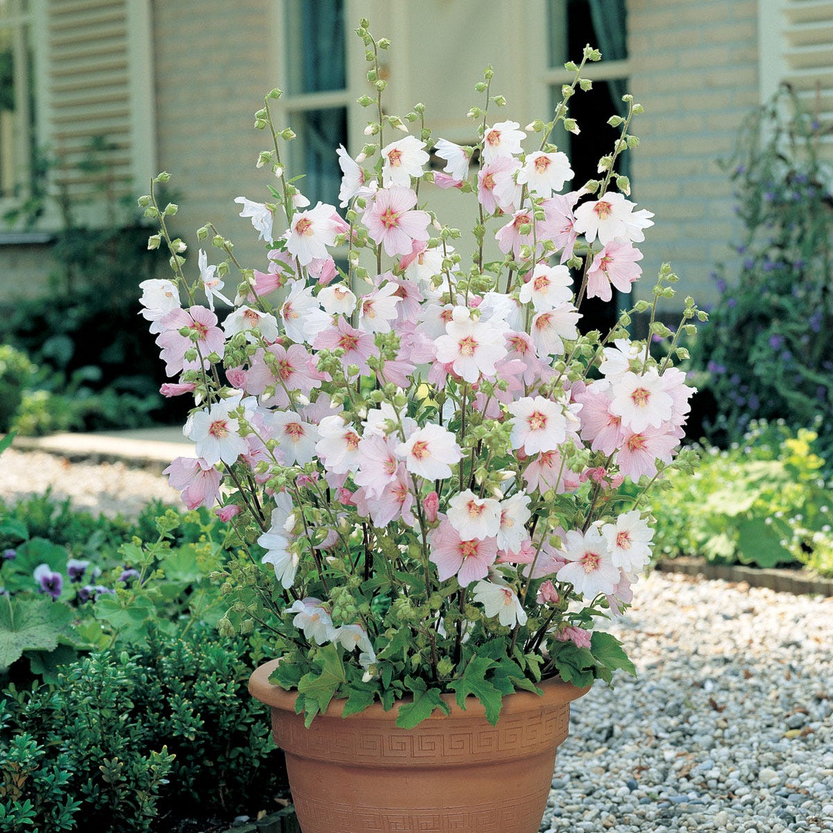 Three Lavatera Barnsley Baby hardy shrubs in a terracotta pot, featuring clusters of soft pink flowers with white centers, surrounded by lush green foliage.