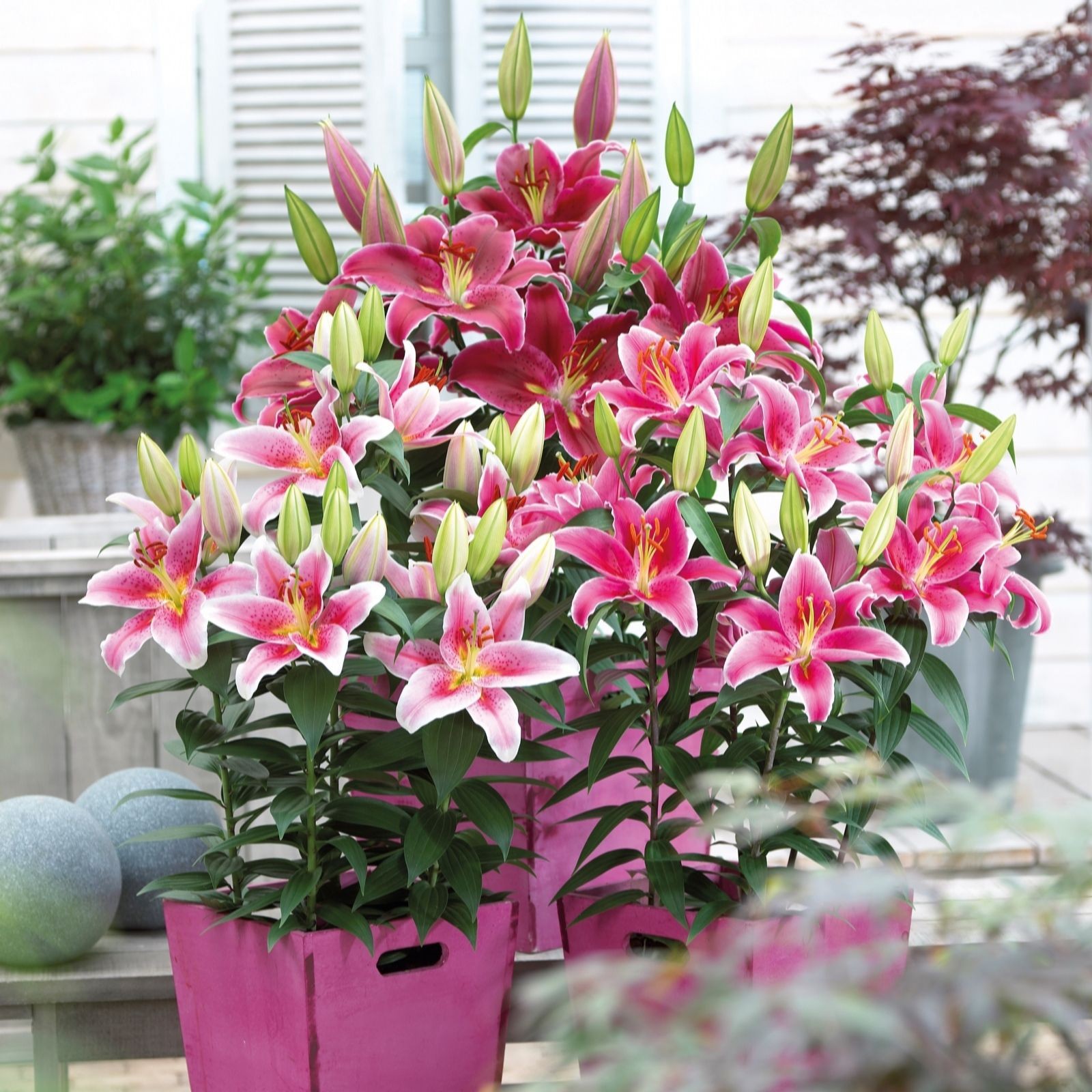 Giant trumpet lilies in vibrant pink and white hues, featuring large blooms and green foliage, arranged in pink pots, showcasing a lush floral display.