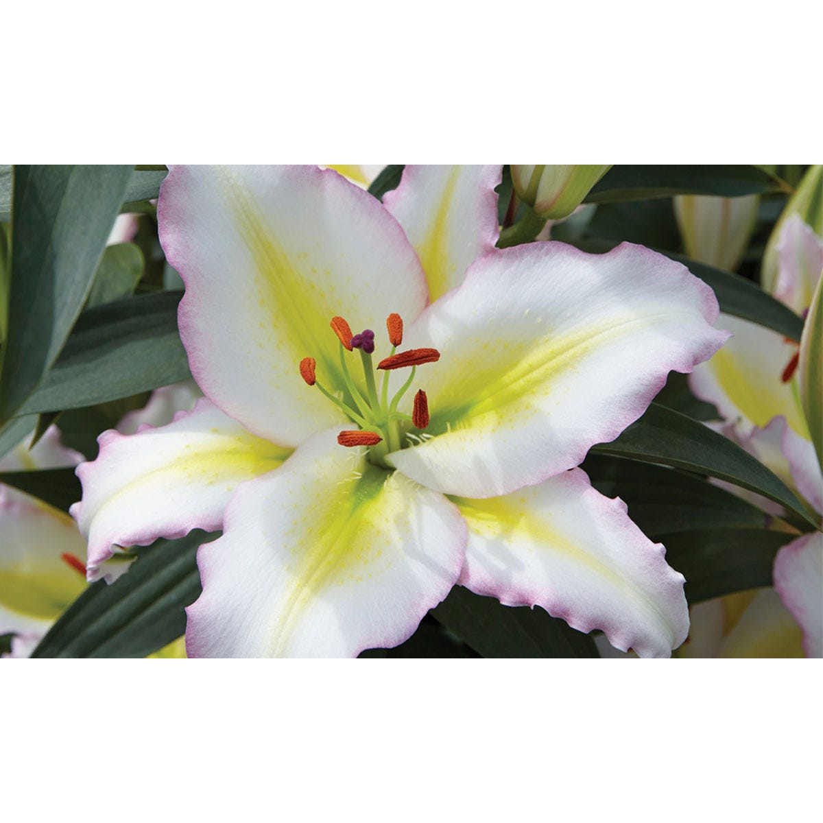Five white lily bulbs with yellow and pink accents, featuring prominent red stamens and lush green leaves, ideal for vibrant garden displays.