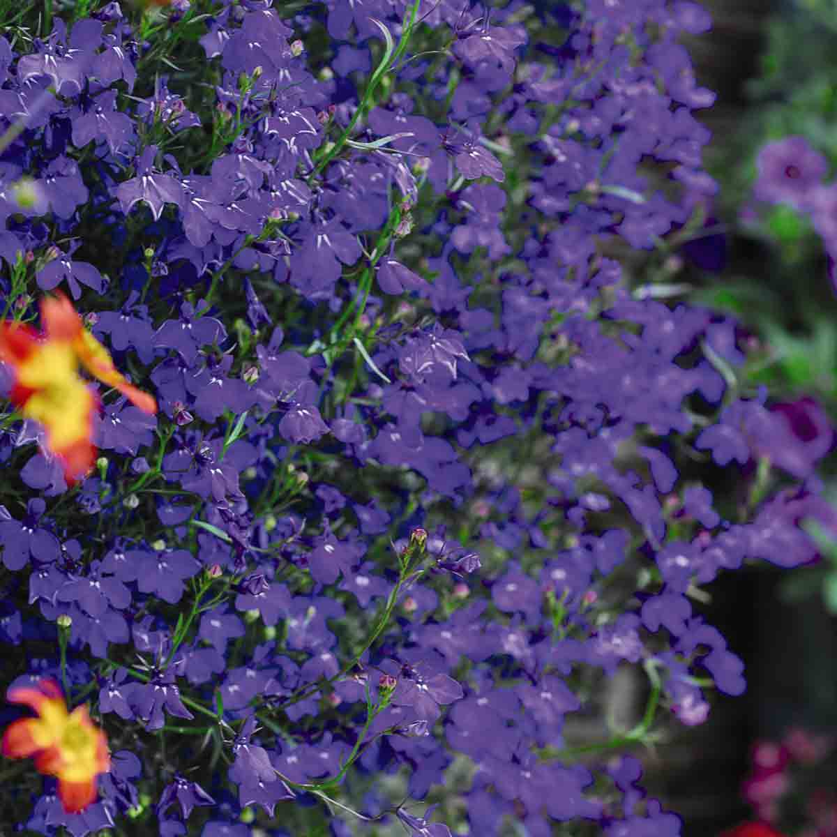 Vibrant clusters of small, deep purple lobelia flowers with delicate petals and green foliage, showcasing the Thompson & Morgan Lobelia Monsoon 36 Plugs.
