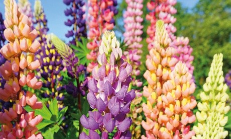 Colorful lupin flowers in shades of pink, purple, and yellow, with tall, dense flower spikes and lush green foliage, showcasing the vibrant blooms of the Thompson & Morgan Lupin Russell Hybrids.
