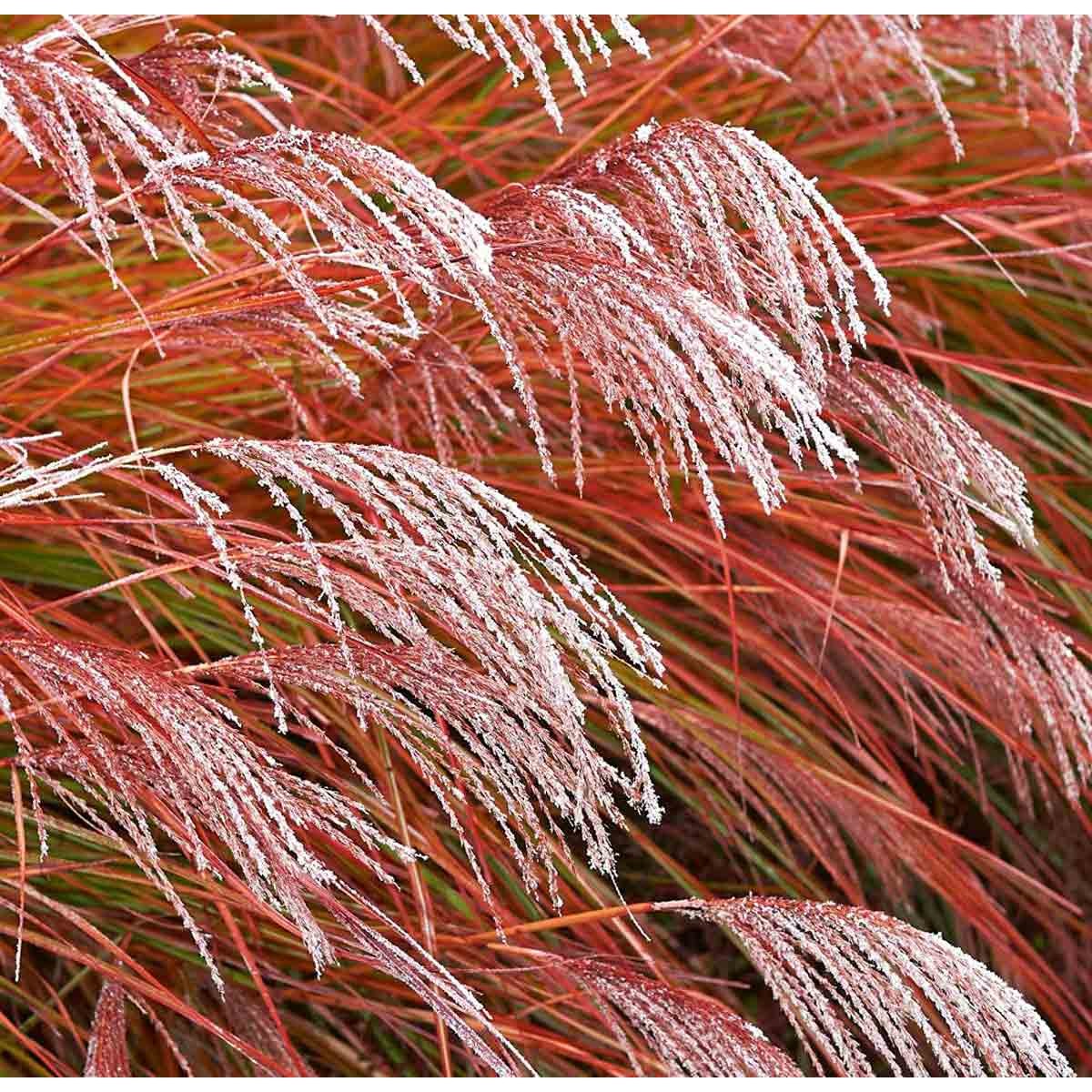 Miscanthus grass in vibrant red and orange hues with feathery plumes, displayed in a 9cm pot, showcasing its ornamental texture and seasonal appeal.