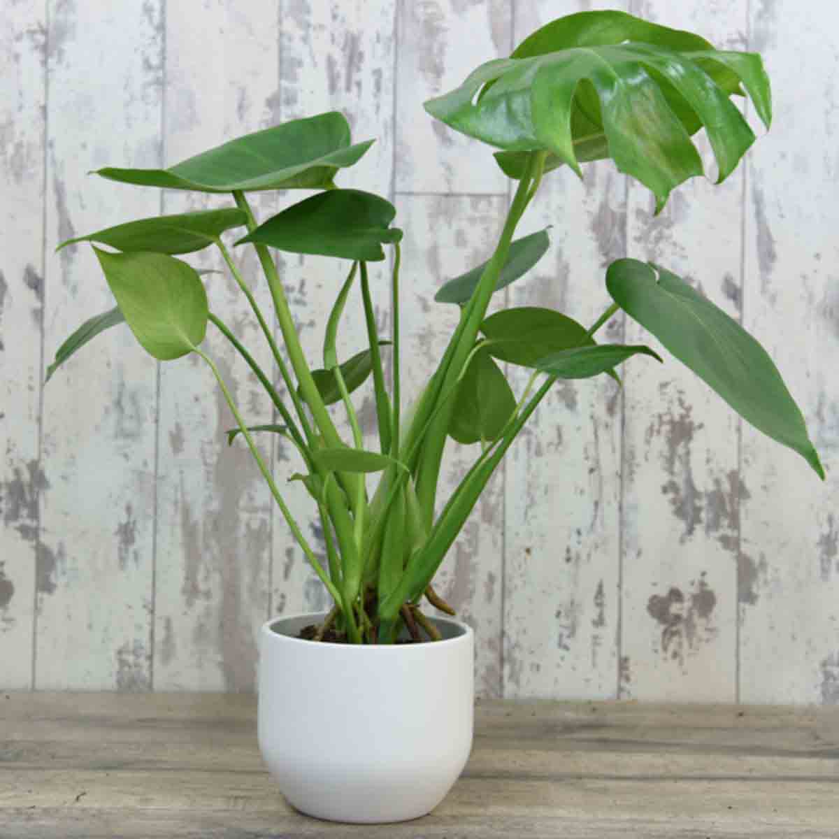 Two Monstera Deliciosa plants in a white 11cm pot, featuring glossy green leaves with characteristic holes, set against a rustic wooden background.