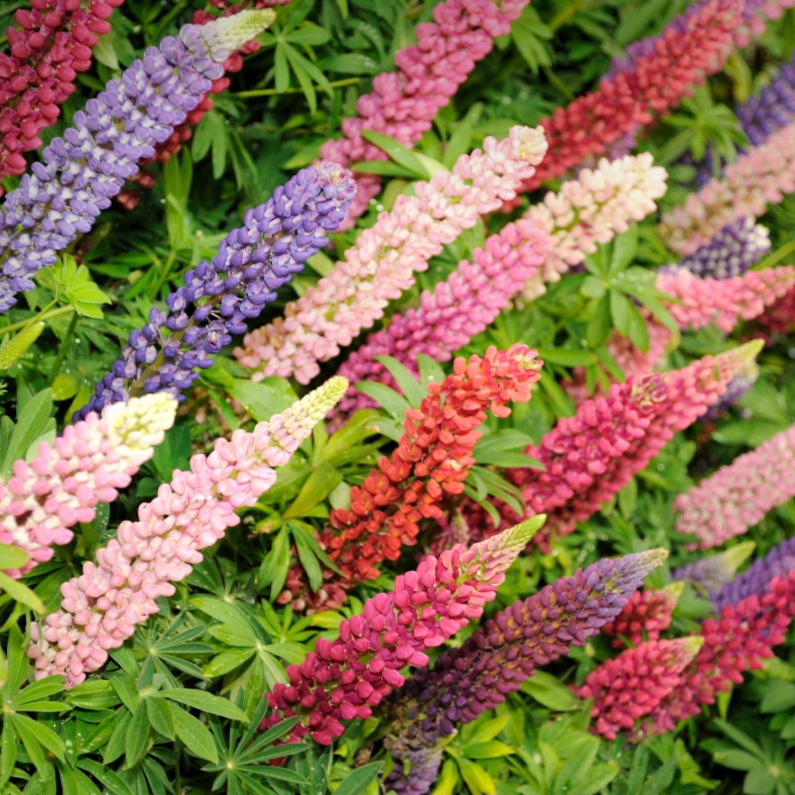 Colorful lupin flowers in shades of purple, pink, and red, surrounded by green foliage, showcasing vibrant blooms in a lush garden setting.