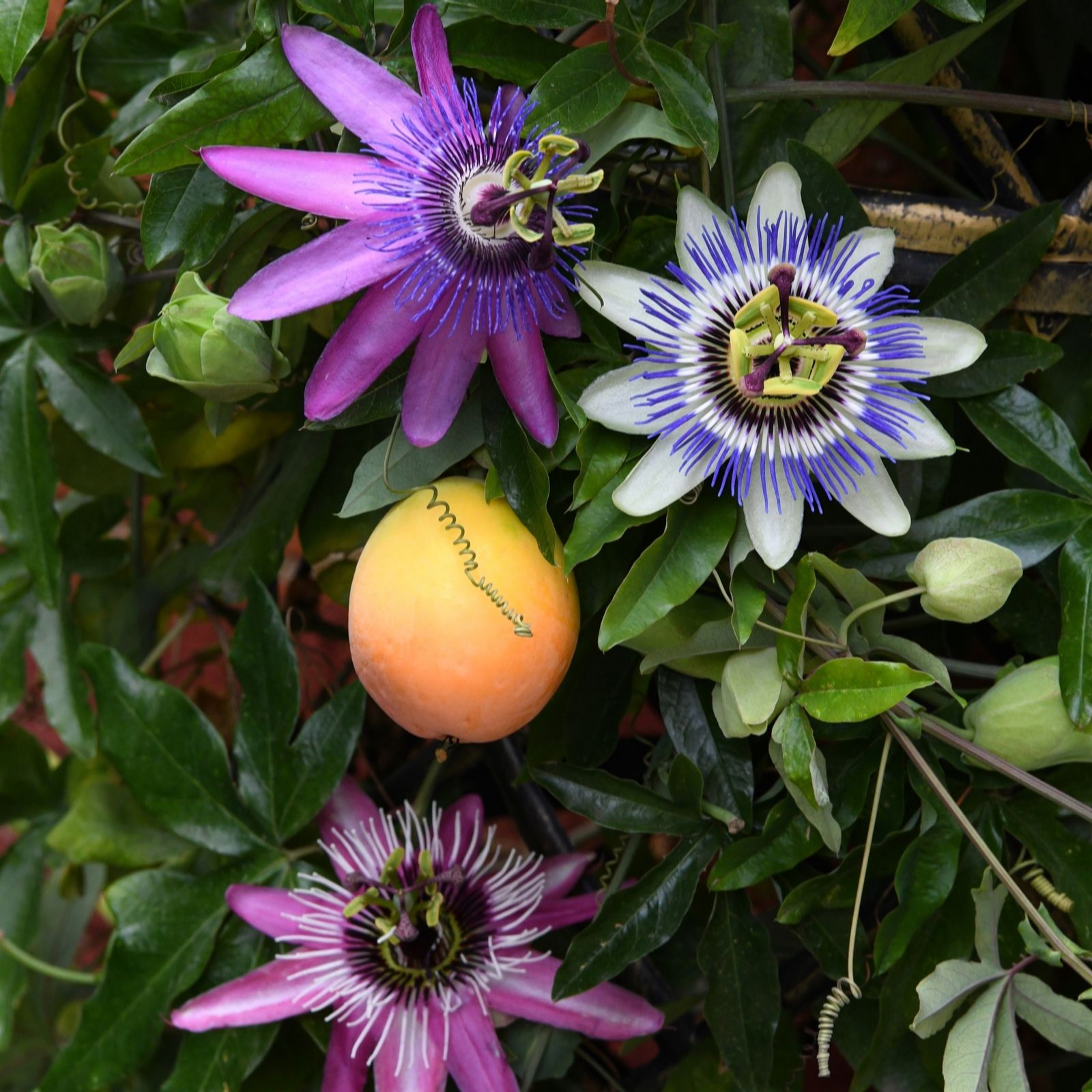 Three Passiflora plants featuring vibrant purple and white flowers with intricate purple patterns, alongside a ripe orange fruit, all set against lush green foliage.
