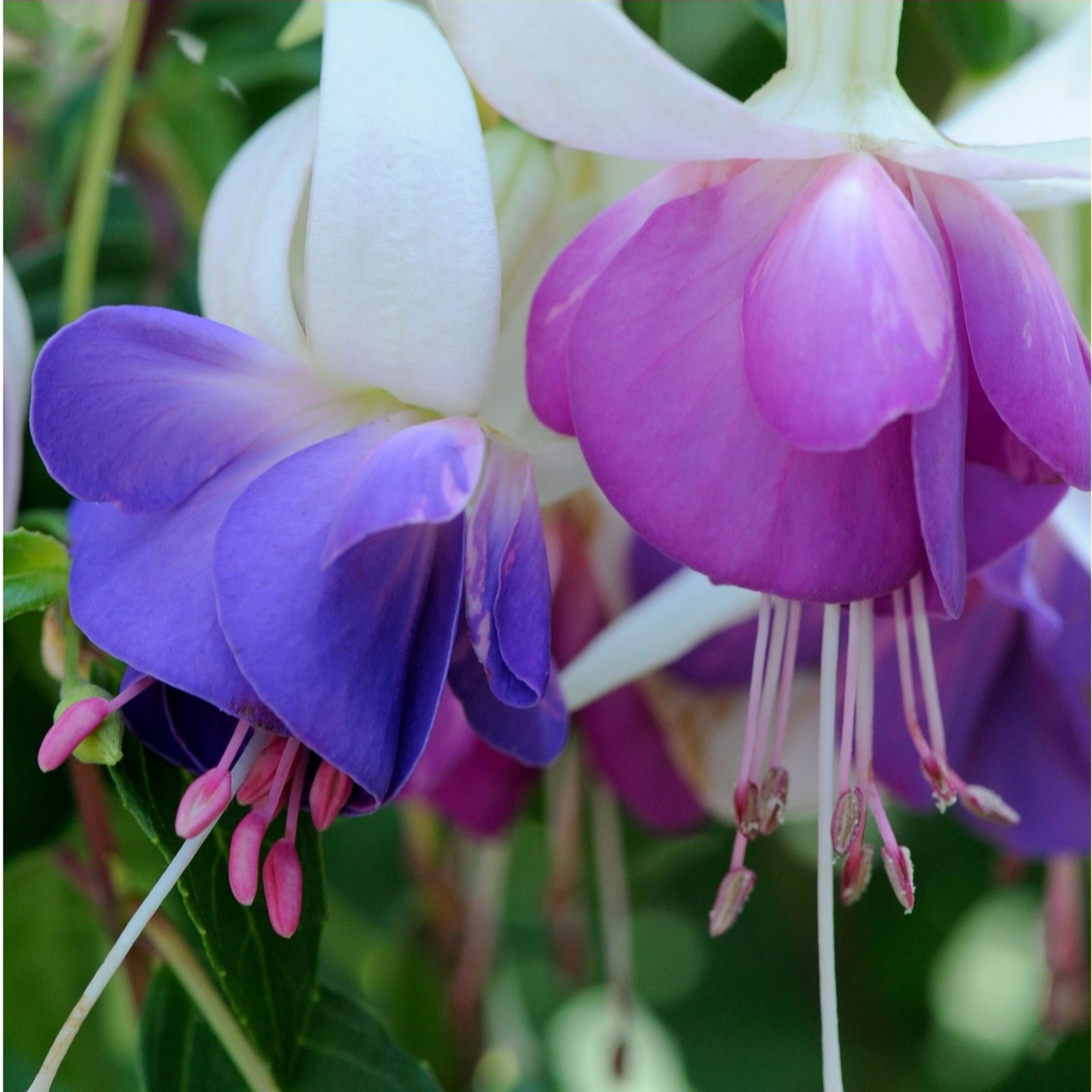 Fuchsia flowers in shades of purple and pink with delicate petals and prominent stamens, surrounded by green foliage.
