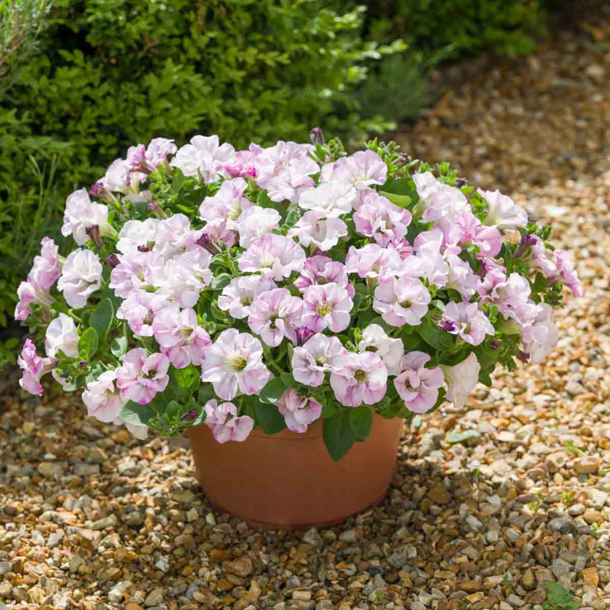 Five lush petunia plants in a terracotta pot, featuring delicate pink and white flowers with a hint of purple, set against a gravel background and greenery.
