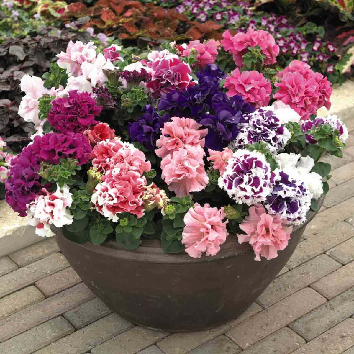Colorful mix of double orchid petunias in shades of pink, purple, and white, arranged in a large brown pot, showcasing lush green foliage.