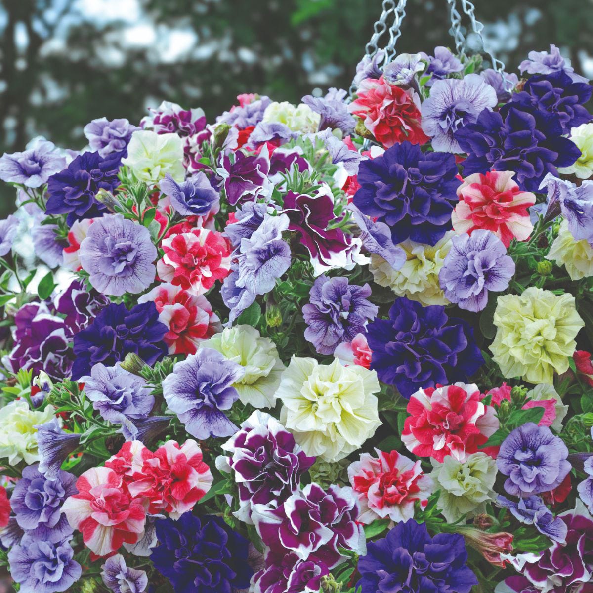 Vibrant hanging basket filled with colorful petunias in shades of purple, pink, and white, featuring lush blooms and greenery, suspended by a metal chain.