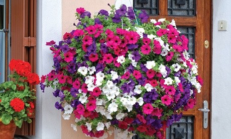 Vibrant hanging basket filled with mixed Petunia Surfina flowers in shades of pink, purple, and white, displayed near a wooden door with decorative metalwork.