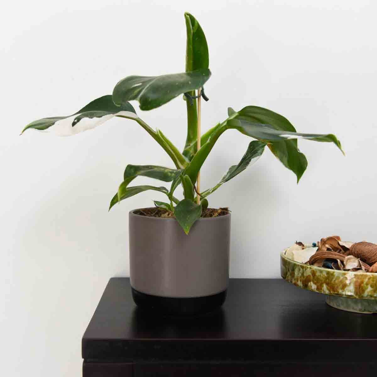 Philodendron Erubescens White Knight in a 11cm grey pot, featuring glossy green leaves with white variegation, placed on a dark wooden surface beside a decorative bowl.