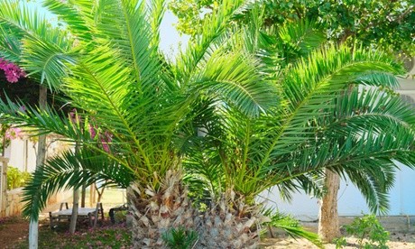 Three lush Canary Island Phoenix palms in 1.5-litre pots, featuring vibrant green fronds and textured brown trunks, set against a sunny backdrop with flowering plants.