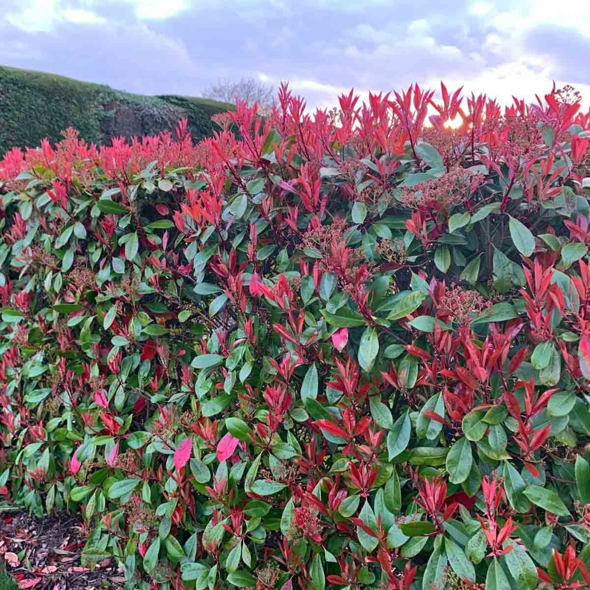 Two potted Photinia Red Robin plants with vibrant red and green foliage, showcasing glossy leaves and clusters of small flowers, set against a cloudy sky backdrop.