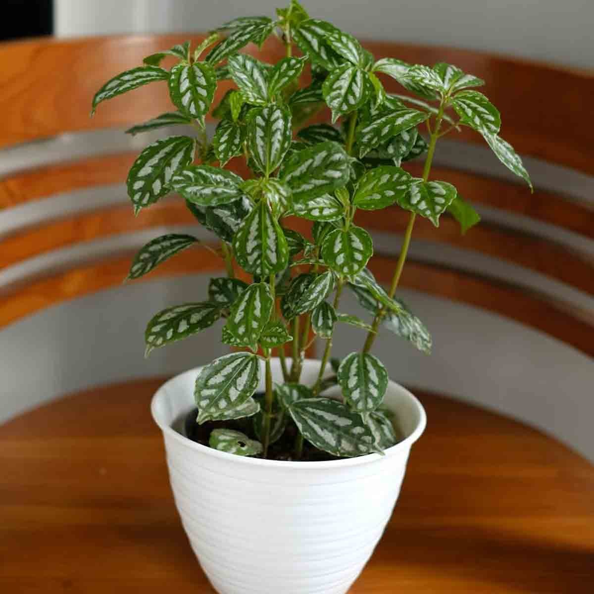 Pilea Cadierei plant in a white textured pot, featuring vibrant green leaves with distinctive silver markings, sitting on a wooden surface.