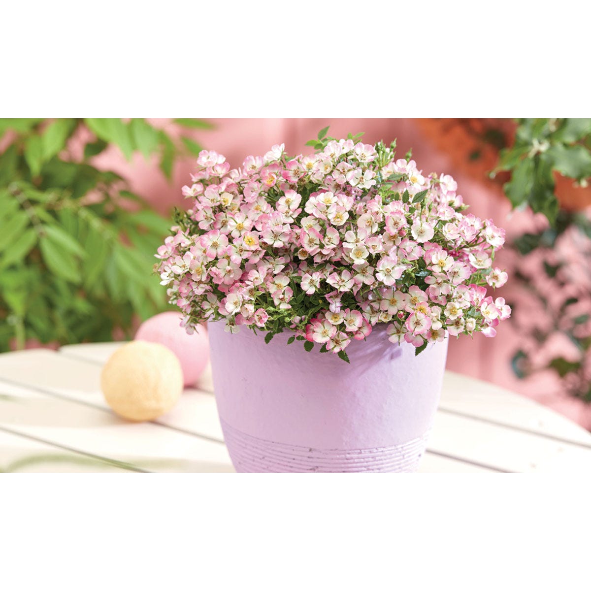 Pink flowering plants in a light purple pot, featuring clusters of small blossoms with white and yellow accents, set against a soft pink background.