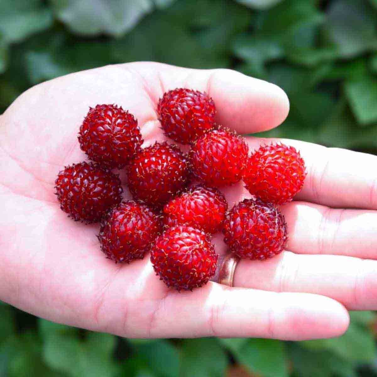 Hand holding a cluster of vibrant red raspberries, showcasing their textured surface and rich color against a blurred green background.