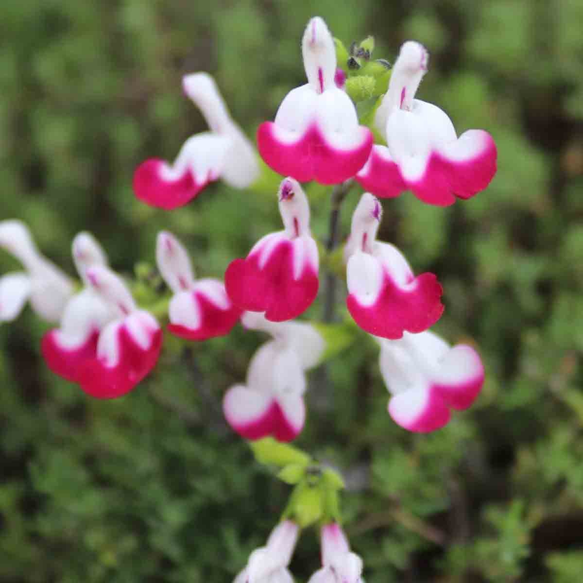 Potted Salvia Cherry Lips plant with vibrant pink and white flowers, featuring unique heart-shaped petals, set against a green background.