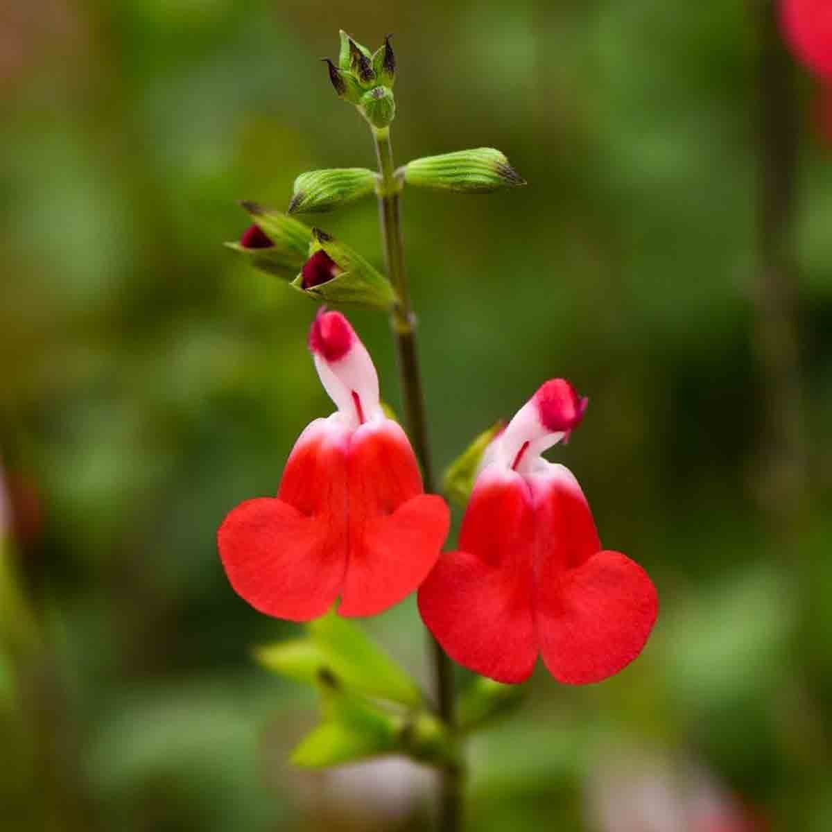 Bright red and white tubular flowers of the Salvia Greggii 'Hotlips' plant, with lush green foliage, in a 3-litre potted arrangement.