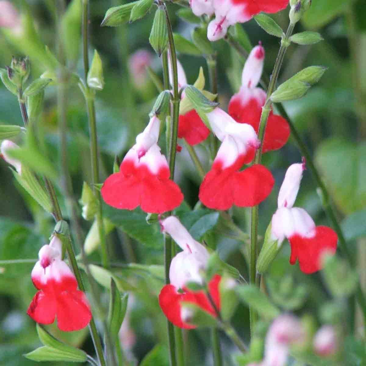 Bright red and white tubular flowers bloom on green stems, showcasing the vibrant Salvia Hot Lips plant in a 9cm potted format.
