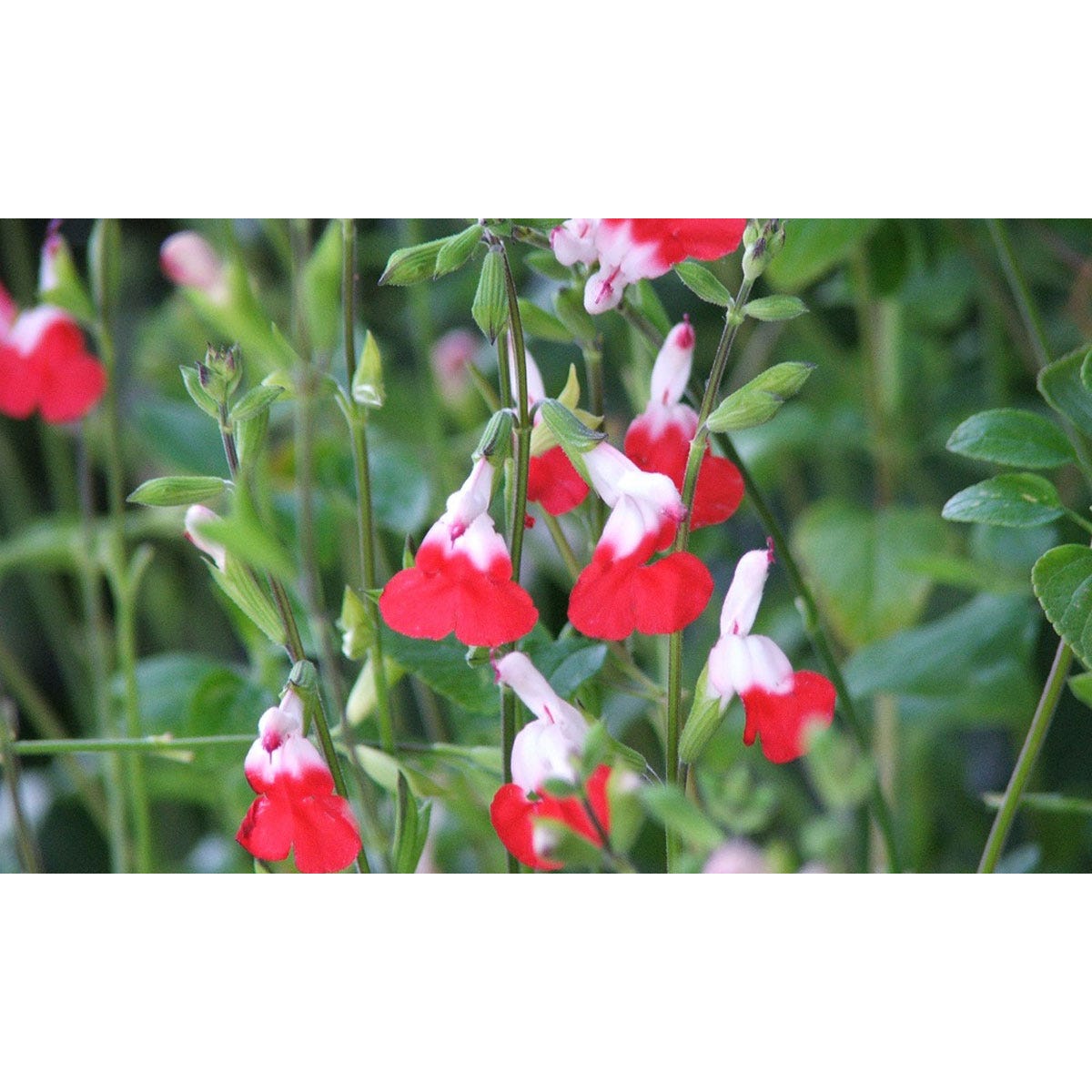 Three vibrant Salvia 'Amethyst Lips' jumbo plugs featuring striking red and white flowers, set against lush green foliage, ideal for garden planting.