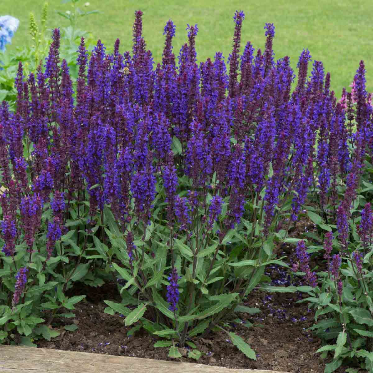 24 plug plants of Salvia Nemorosa 'Salvatore Deep Blue' featuring tall spikes of vibrant deep blue-purple flowers and lush green foliage, ideal for garden borders.