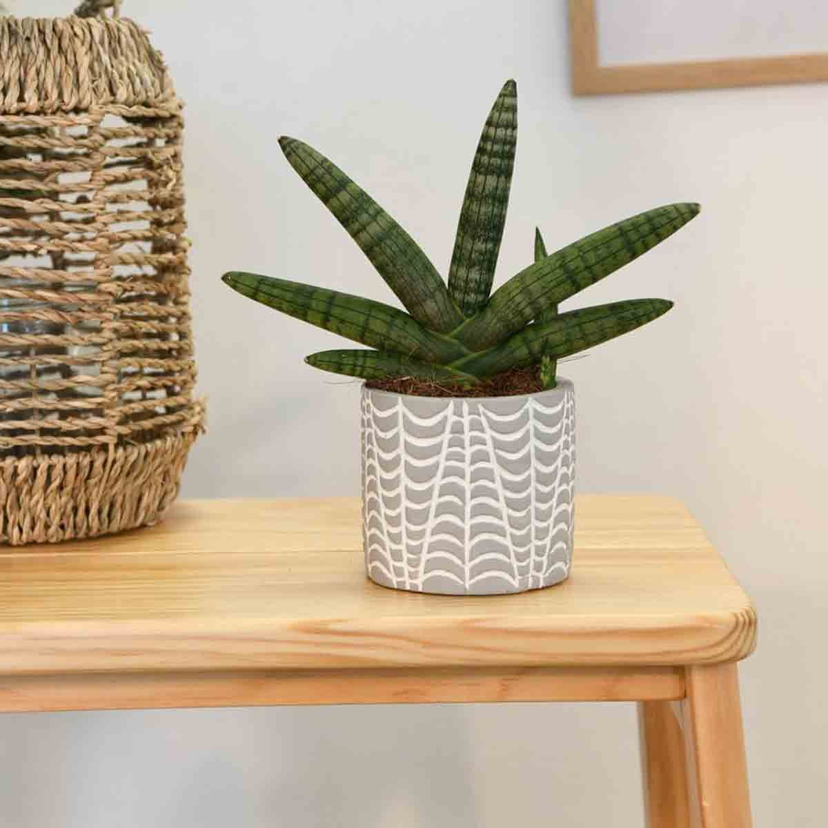 Sansevieria Boncellensis in an 8cm grey pot with a patterned design, featuring long, green, striped leaves, placed on a wooden table next to a woven basket.