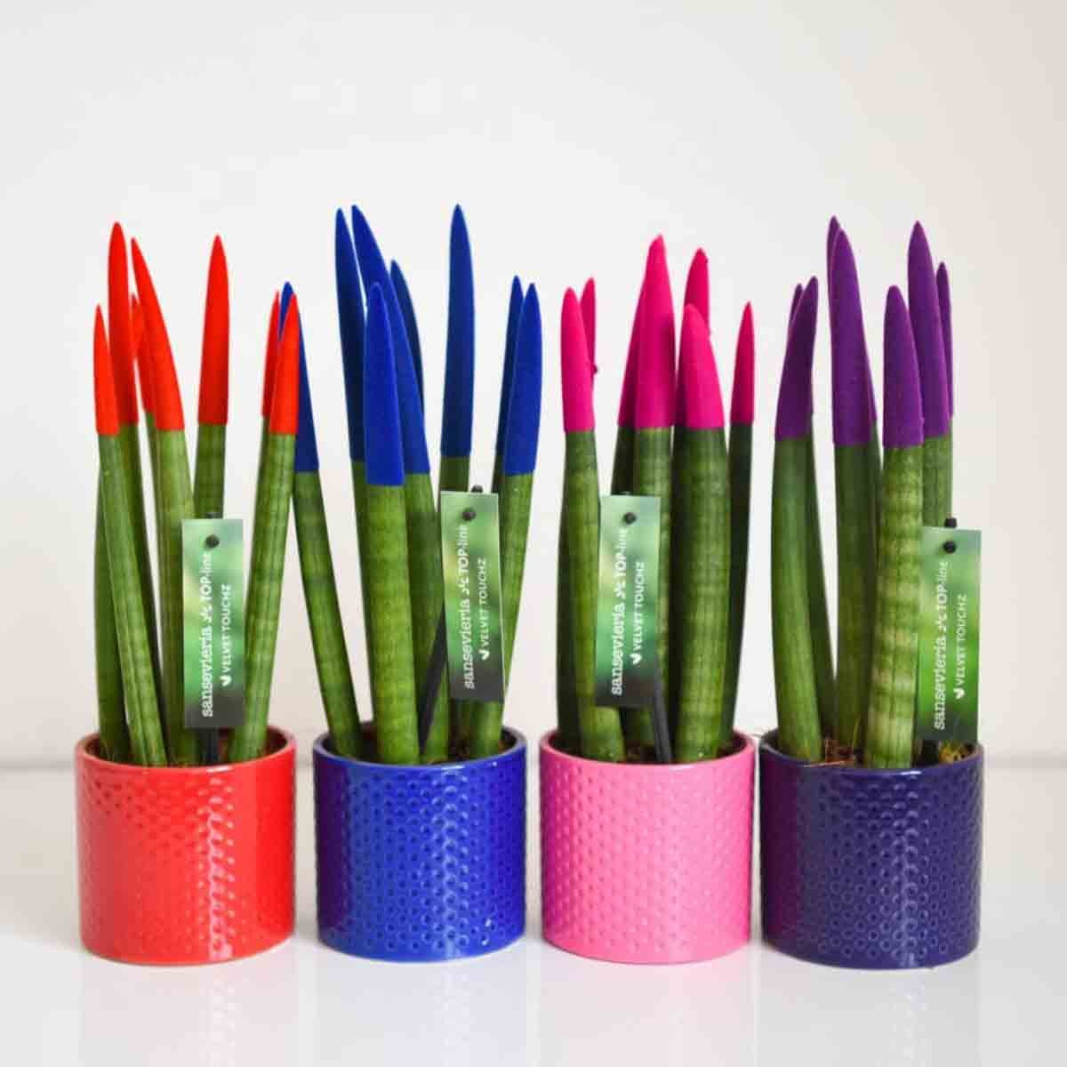 Colorful Sansevieria Cylindrica plants in 9cm pots, featuring straight, vibrant tips in red, blue, pink, and purple, with textured ceramic pots in red, blue, pink, and purple.
