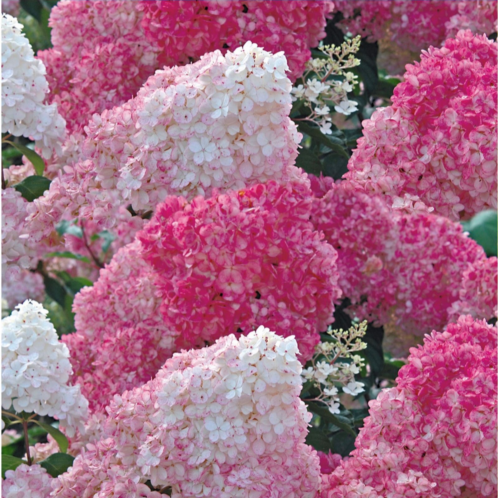 Two pots of Hydrangea Paniculata 'Vanille Fraise' with large, fluffy blooms in shades of white and pink, showcasing vibrant colors and lush green foliage.