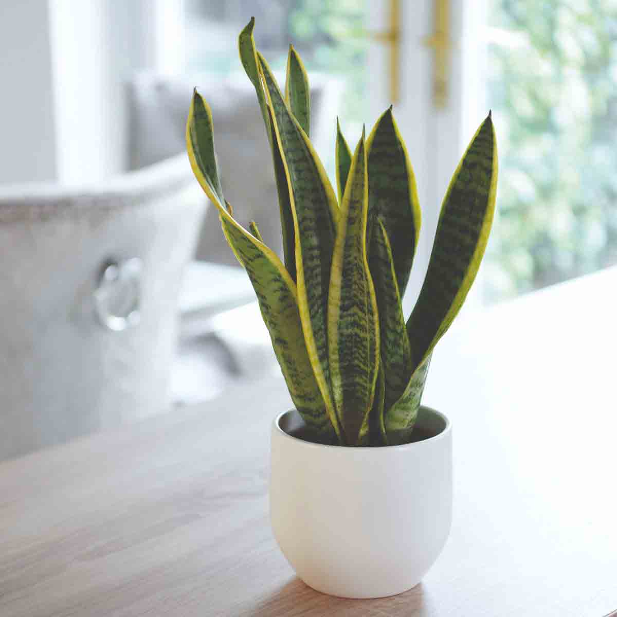 Sansevieria Trifasciata Var. Laurentii in a white pot, featuring tall, upright green leaves with yellow edges, placed on a wooden surface with a blurred background.