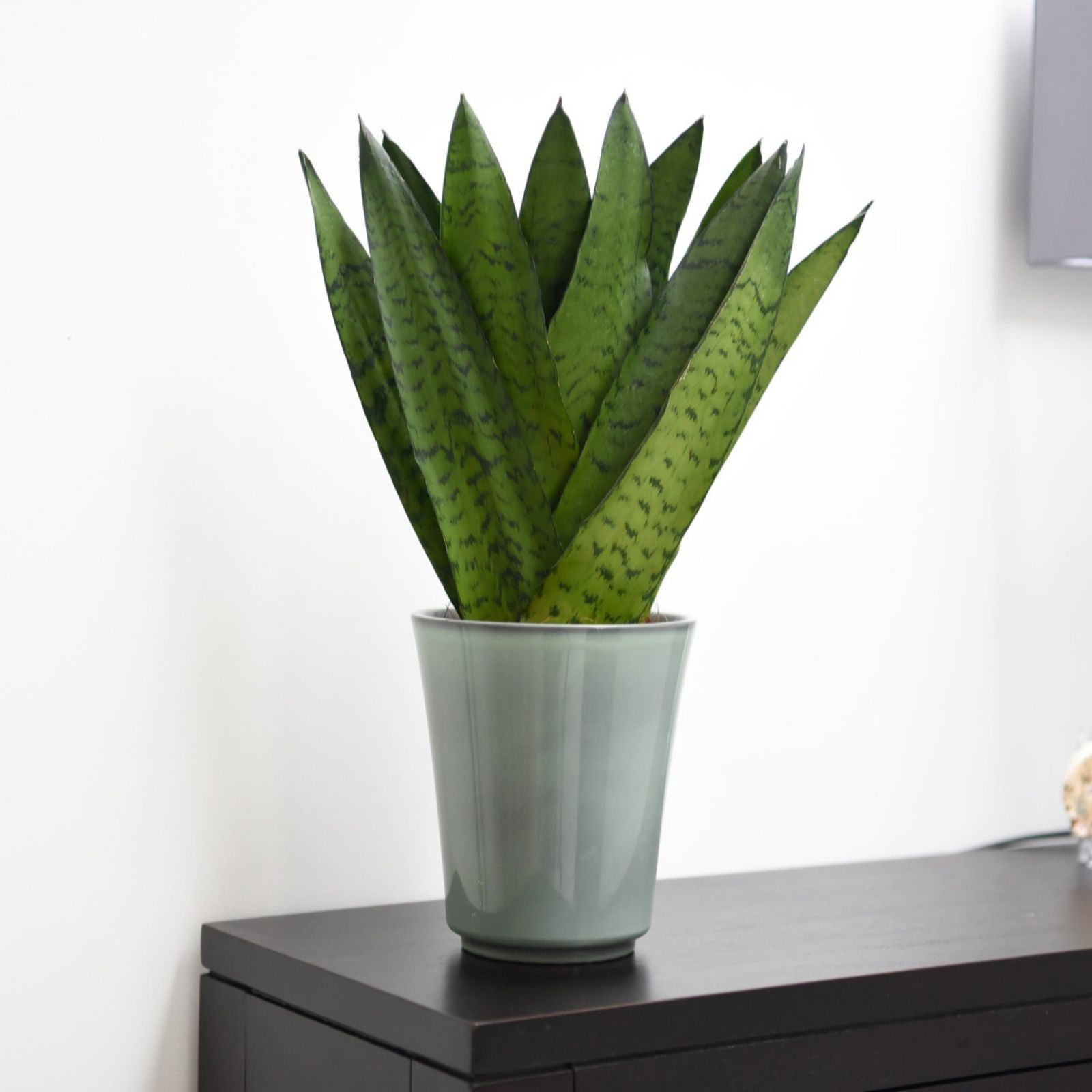 Sansevieria Trifasciata Zeylanica in a light green ceramic pot, featuring tall, upright, dark green leaves with lighter green stripes, displayed on a dark wooden surface.