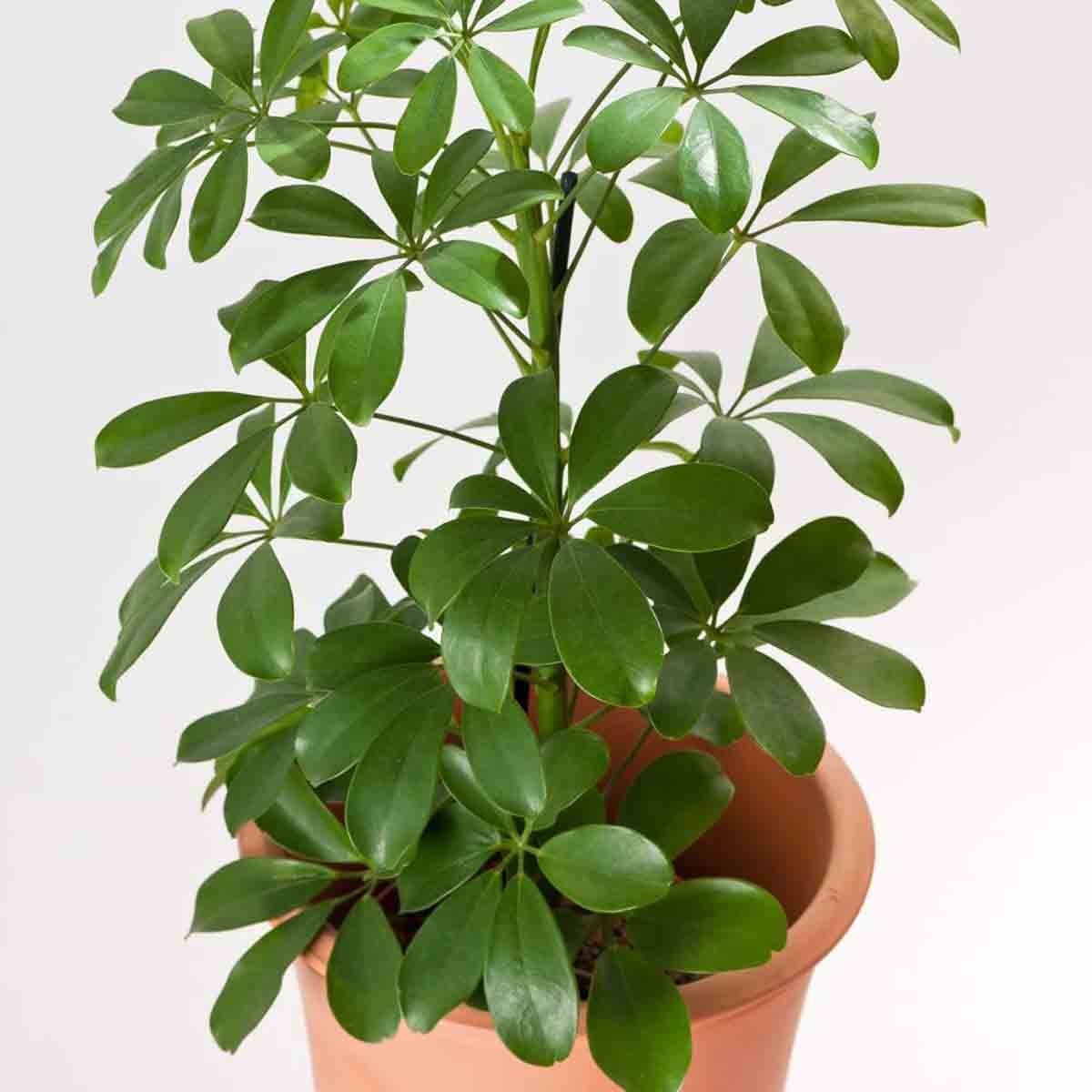 Schefflera Arboricola Nora plant in a 13cm terracotta pot, featuring glossy, vibrant green leaves with a distinctive umbrella shape.