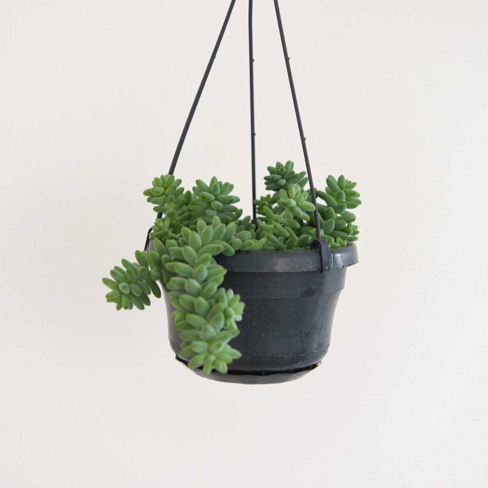 A 14cm black plastic hanging basket featuring lush green Sedum Burrito succulents, with trailing stems cascading over the pot's edge.