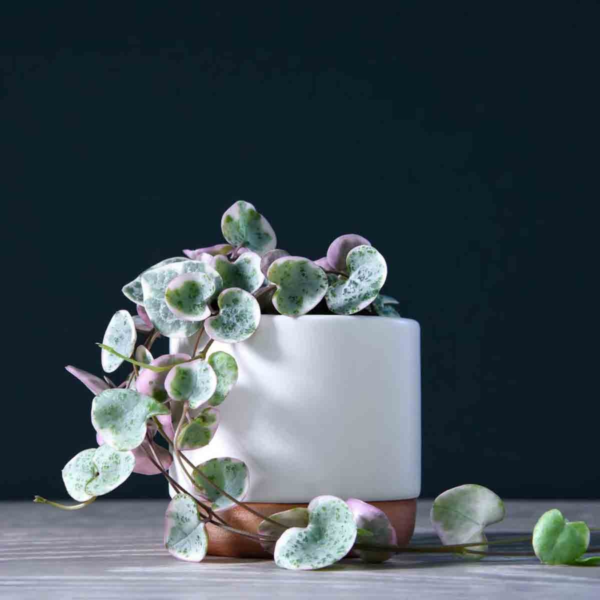 Thompson & Morgan Senecio Rowleyanus in a white ceramic pot with a terracotta base, featuring green and purple speckled leaves cascading over the edges.