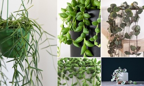 Mixed selection of Senecio String of Pearls houseplants in 9cm pots, featuring trailing green leaves with round, bead-like structures, displayed in various black and green containers.