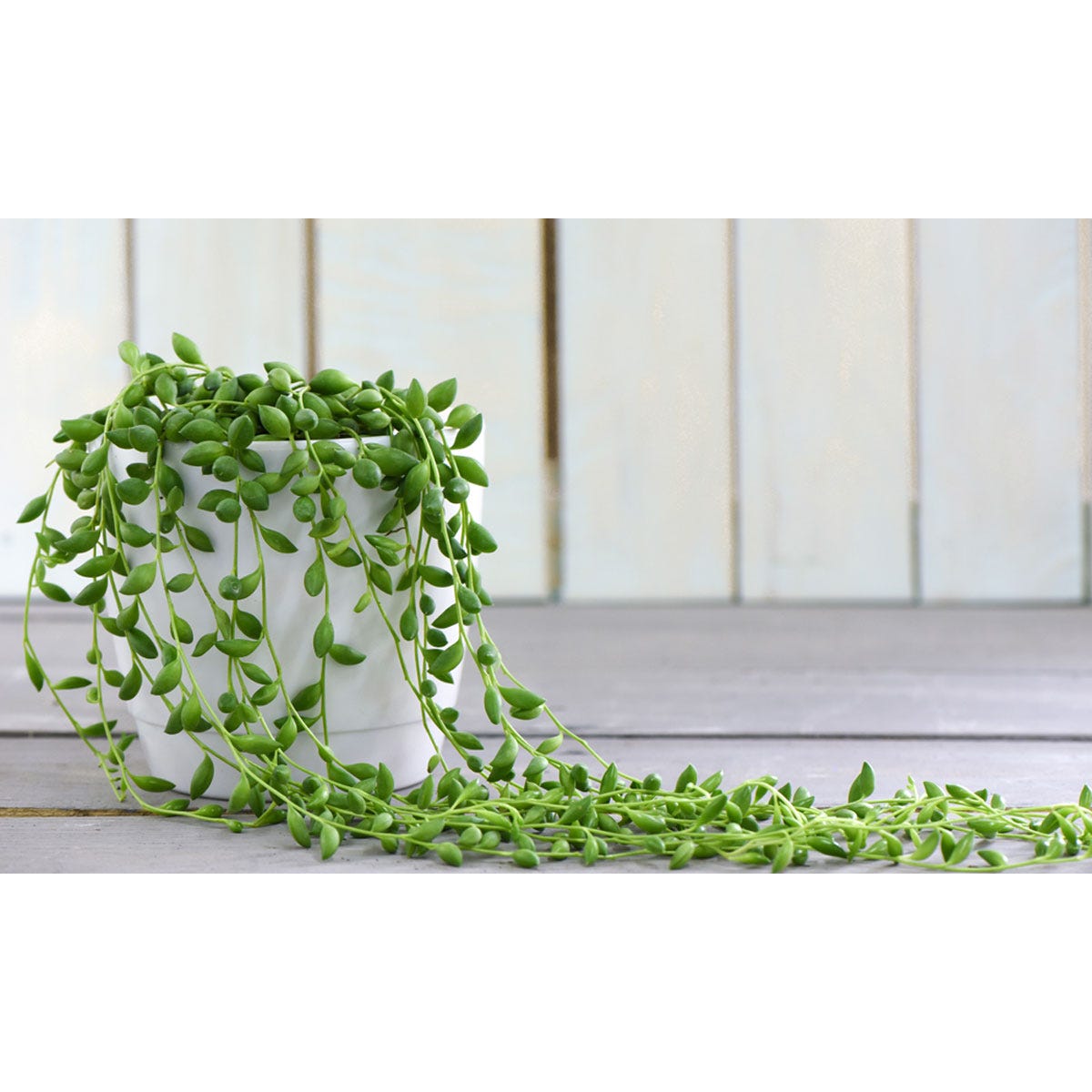 Two 8cm pots of Senecio String of Pearls, featuring cascading green, bead-like leaves, set against a light wooden background.