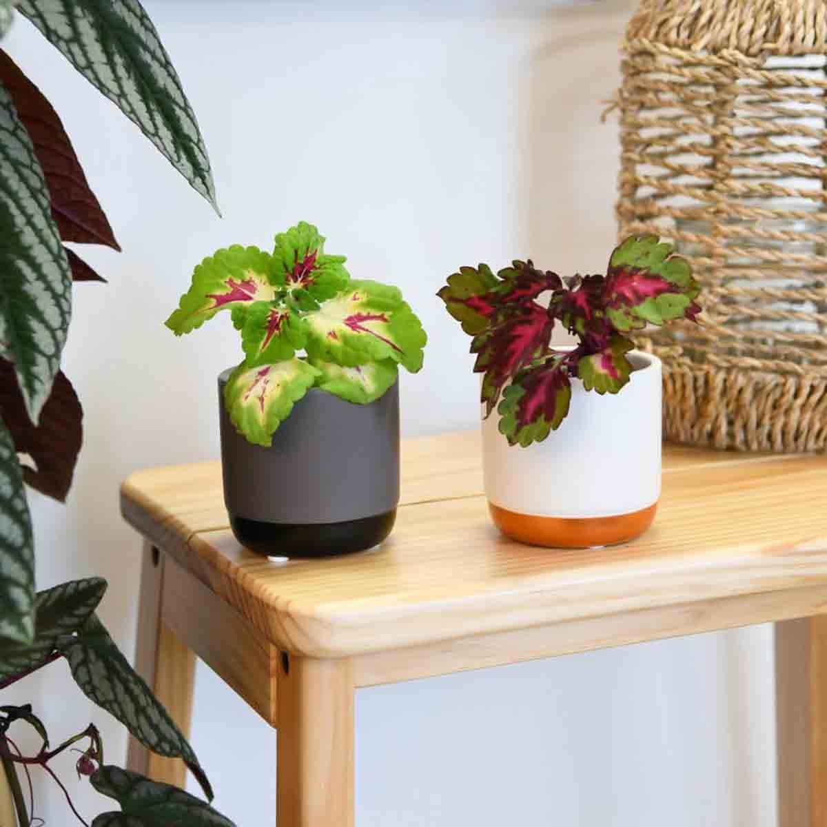 Two vibrant Solenostemon Scutellarioides plants in 13cm pots, one gray with a glossy finish and the other white with a terracotta base, displayed on a wooden table with woven decor nearby.