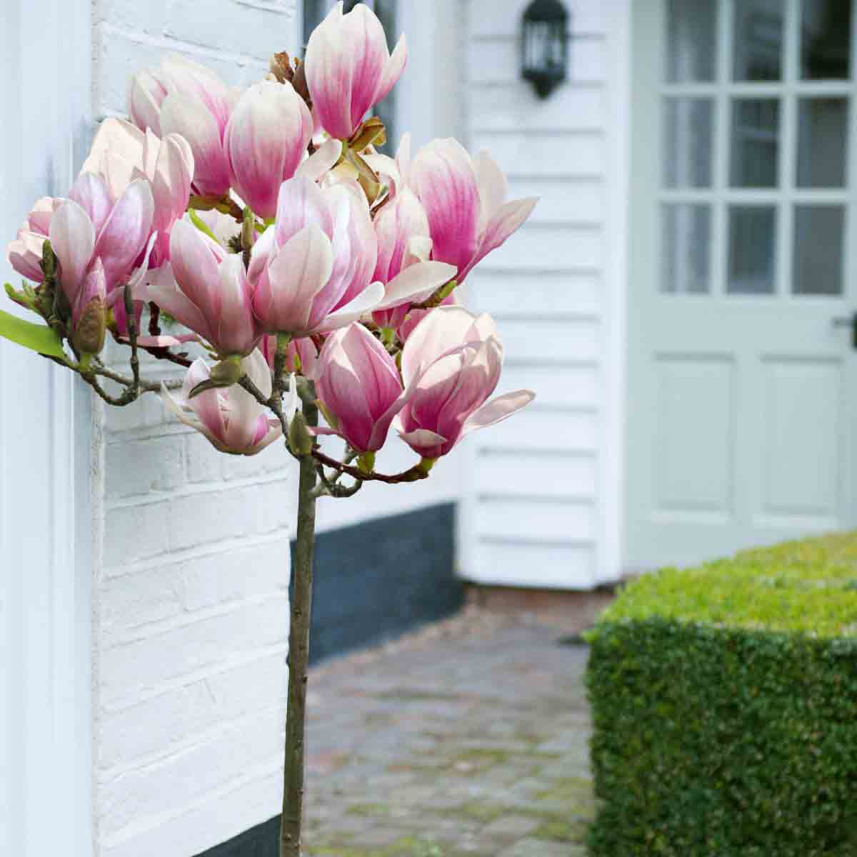 Two standard red magnolia trees with pink and white flowers, set against a white wall and green door, showcasing their bare root structure and vibrant blooms.