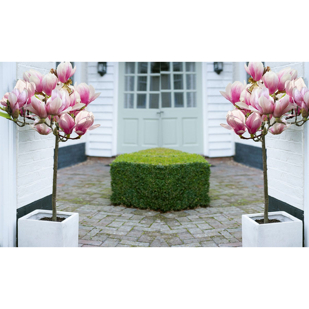 Two standard magnolia trees in white planters, featuring large pink and white flowers, positioned symmetrically on a stone pathway leading to a green hedge and white door.