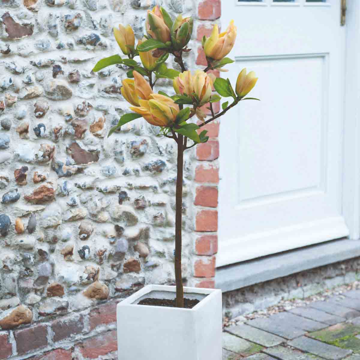 A potted Magnolia Sunspire tree with yellow blooms and green leaves stands in a white planter against a stone wall and door.