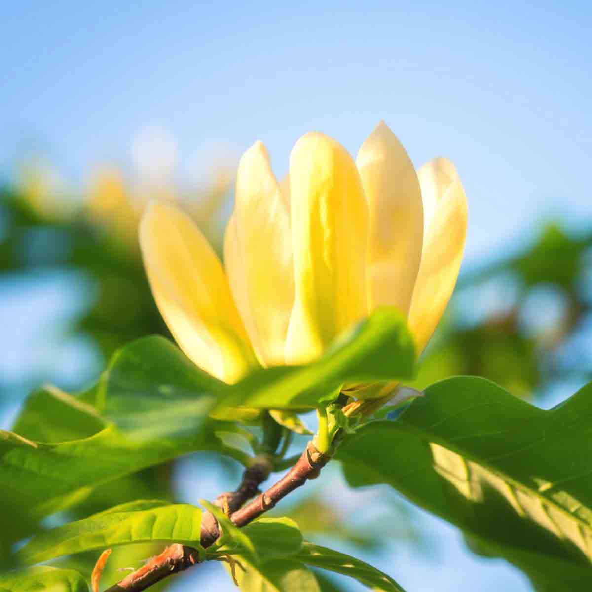 Two yellow Magnolia flowers on a green branch, showcasing vibrant petals against a clear blue sky, emphasizing their premium quality and bare root nature.