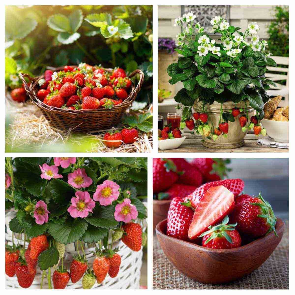 Four vibrant images featuring potted strawberry plants with lush green leaves, white flowers, and ripe red strawberries, alongside a basket of fresh strawberries and sliced ones in a bowl.