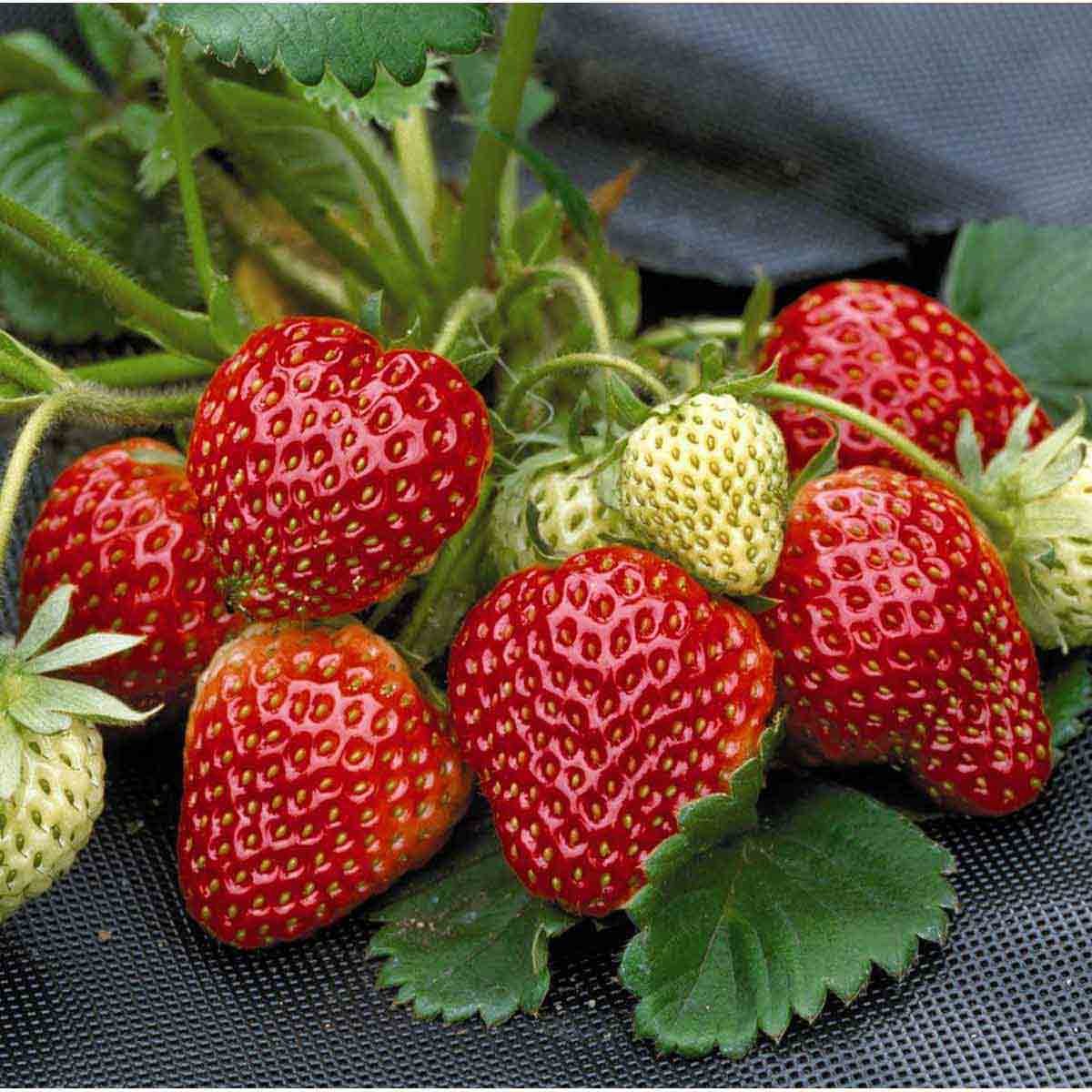 Ripe red strawberries with green leaves and unripe white strawberries, displayed in a taupe pot, ideal for outdoor gardens and containers.