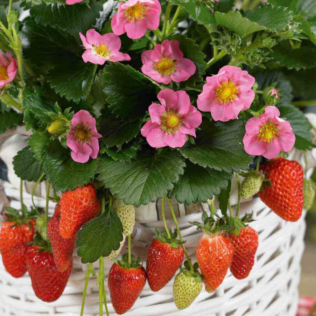 Six taupe pots containing vibrant green strawberry plants with pink flowers and ripe red strawberries, showcasing a lush, healthy arrangement.