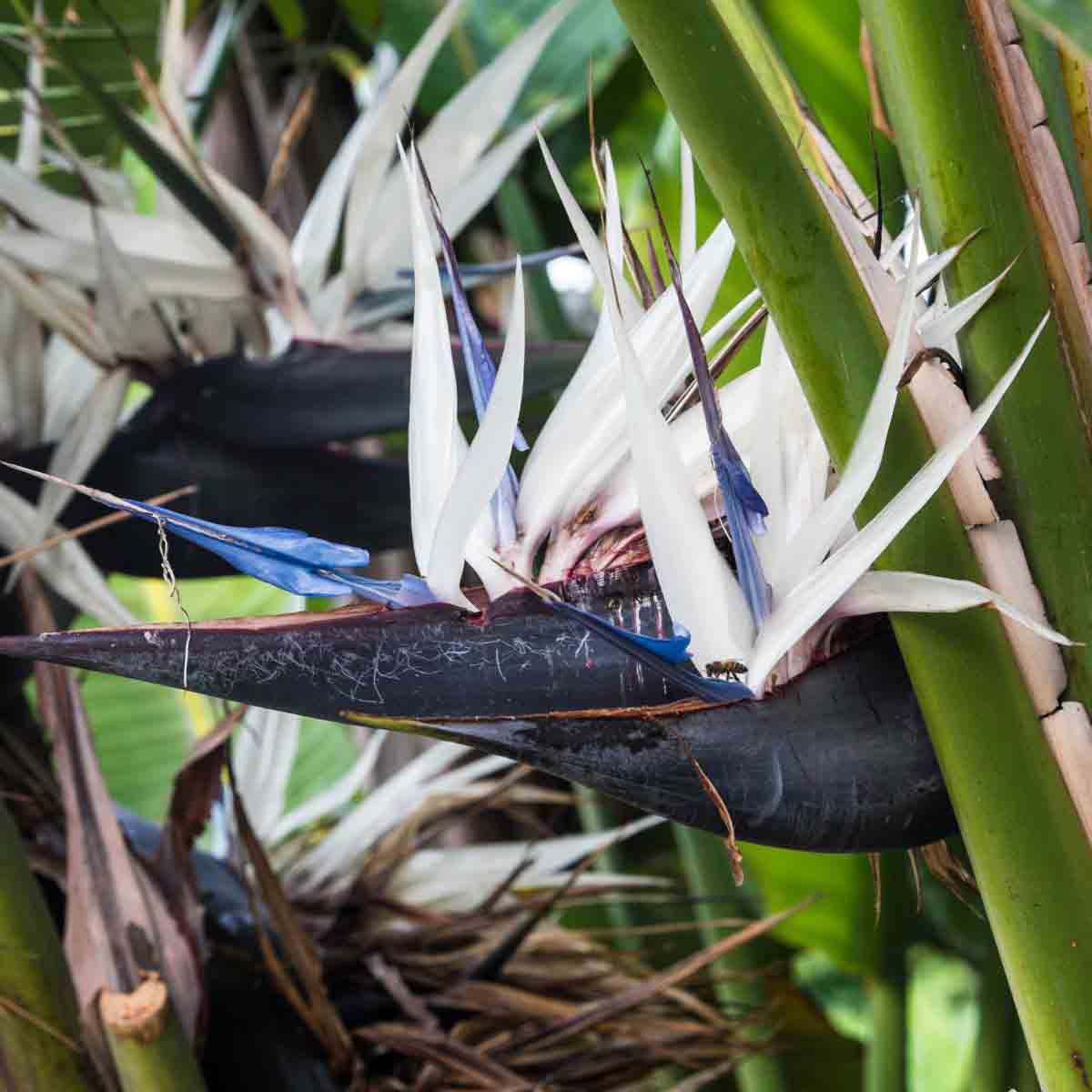 White Bird of Paradise plant with large, glossy green leaves and striking white and blue flowers, displayed in a 13cm pot, showcasing its tropical appearance.