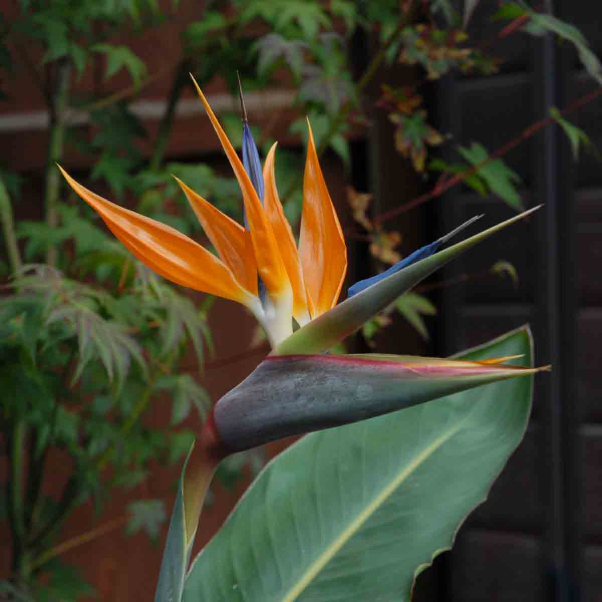 Strelitzia Bird of Paradise with vibrant orange and blue flowers, set in a 9cm grey pot, surrounded by lush green leaves and a blurred background of foliage.